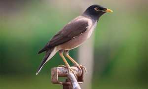 تنصيب خلية رصد ومتابعة طائر المينا الهندي في البليدة - الشعب أونلاين