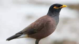 تنصيب خلية رصد و متابعة لطائر المينا الهندي بالبليدة