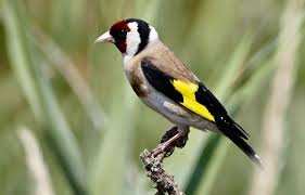 Planète (France/Europe) - Normandie: Un homme surpris en train de braconner des chardonnerets élégants interpellé