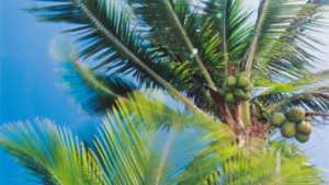 Planète (Océanie) - Héritage encombrant de la colonisation, les cocotiers posent de sérieux problèmes aux atolls du Pacifique