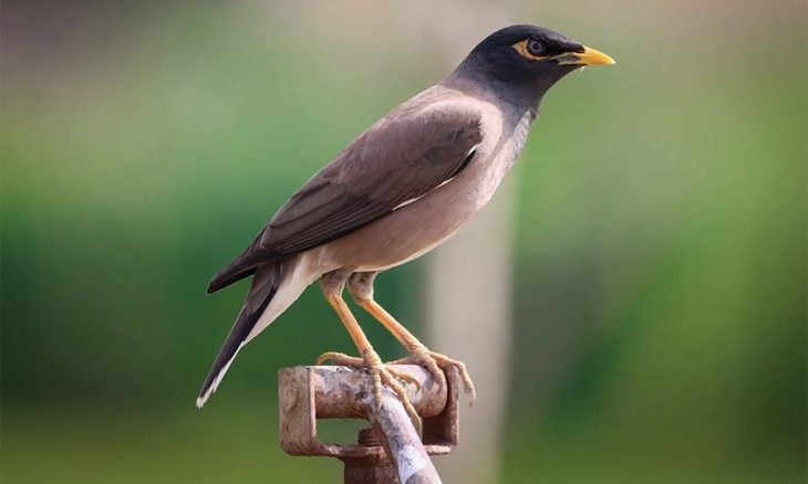 تنصيب خلية رصد ومتابعة طائر المينا الهندي في البليدة - الشعب أونلاين