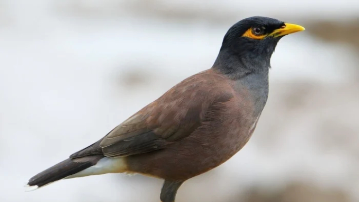 تنصيب خلية رصد و متابعة لطائر المينا الهندي بالبليدة