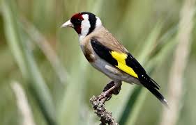 Planète (France/Europe) - Normandie: Un homme surpris en train de braconner des chardonnerets élégants interpellé