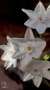 أنواع النرجس