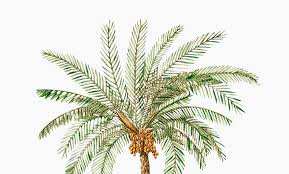 Algérie (Biskra) -  70 artisans à l'ouverture du Salon national des dérivés du palmier dattier