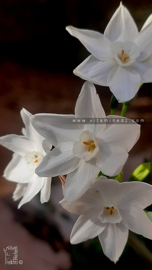 أنواع النرجس