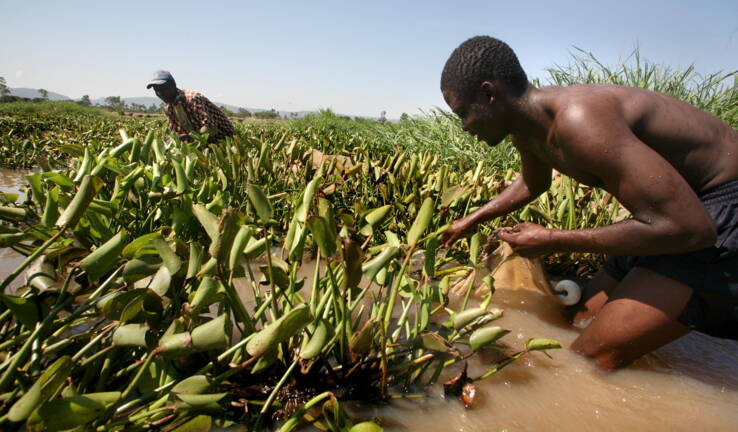 Planète - Jacinthe, crabes, renouée: trois espèces invasives devenues des atouts