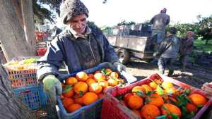 Algérie (Blida)  -  Production prévisionnelle de plus de 4,7 millions de quintaux