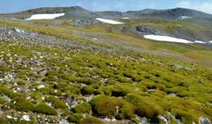 Planète - Antarctique: la péninsule se verdit à une vitesse alarmante sous l'effet du changement climatique