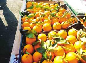 Algérie (Timezrit/Béjaia) - Clôture de la fête des agrumes: Favoriser les variétés locales