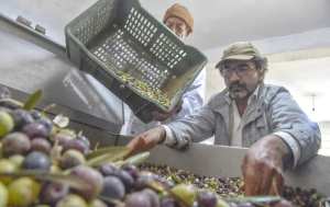 Production oléicole à Tlemcen : Baisse sensible