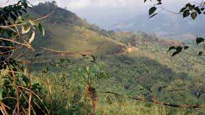 Planète (Côted'Ivoire/Afrique) - La restauration des forêts tropicales est plus rapide que prévu