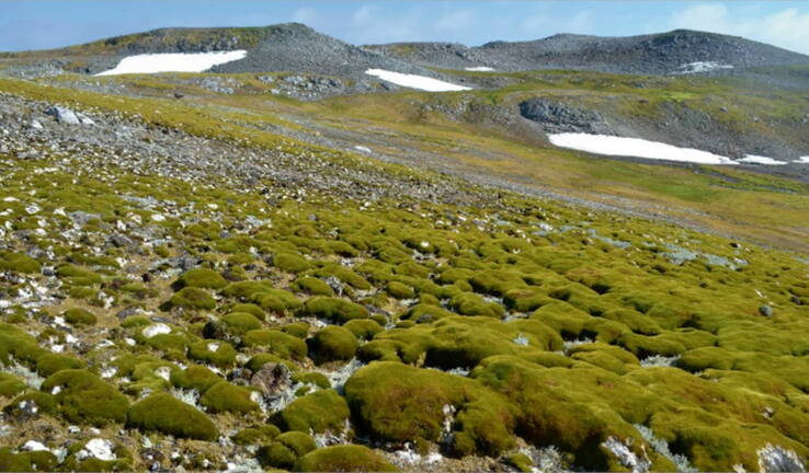 Planète - Antarctique: la péninsule se verdit à une vitesse alarmante sous l'effet du changement climatique
