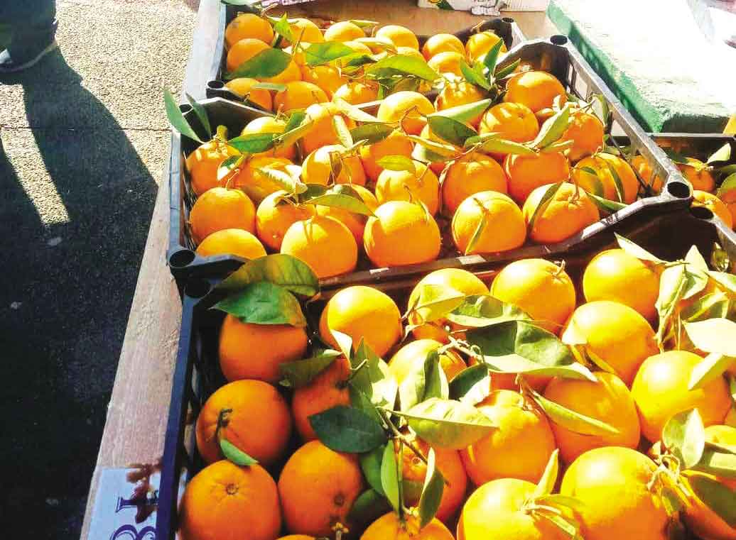 Algérie (Timezrit/Béjaia) - Clôture de la fête des agrumes: Favoriser les variétés locales