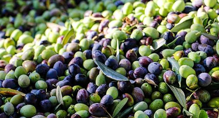 إنتاج الزيتون في تلمسان: تراجع ملحوظ