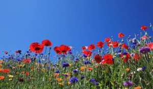 Planète (Amérique du Nord) - Ces bandes fleuries qui limitent l'impact de la pollution agricole aux États-Unis