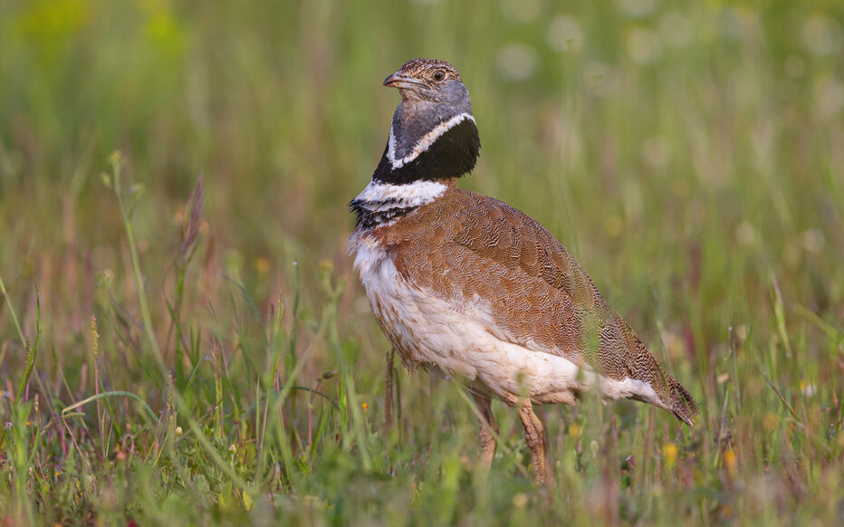 Planète (France/Europe) - Quatre bassines, dont celle de Sainte-Soline, déclarées illégales pour protéger un oiseau menacé d’extinction