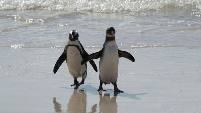 Planète (Afrique) - Afrique du Sud: les manchots du Cap ont besoin de paix et de nourriture