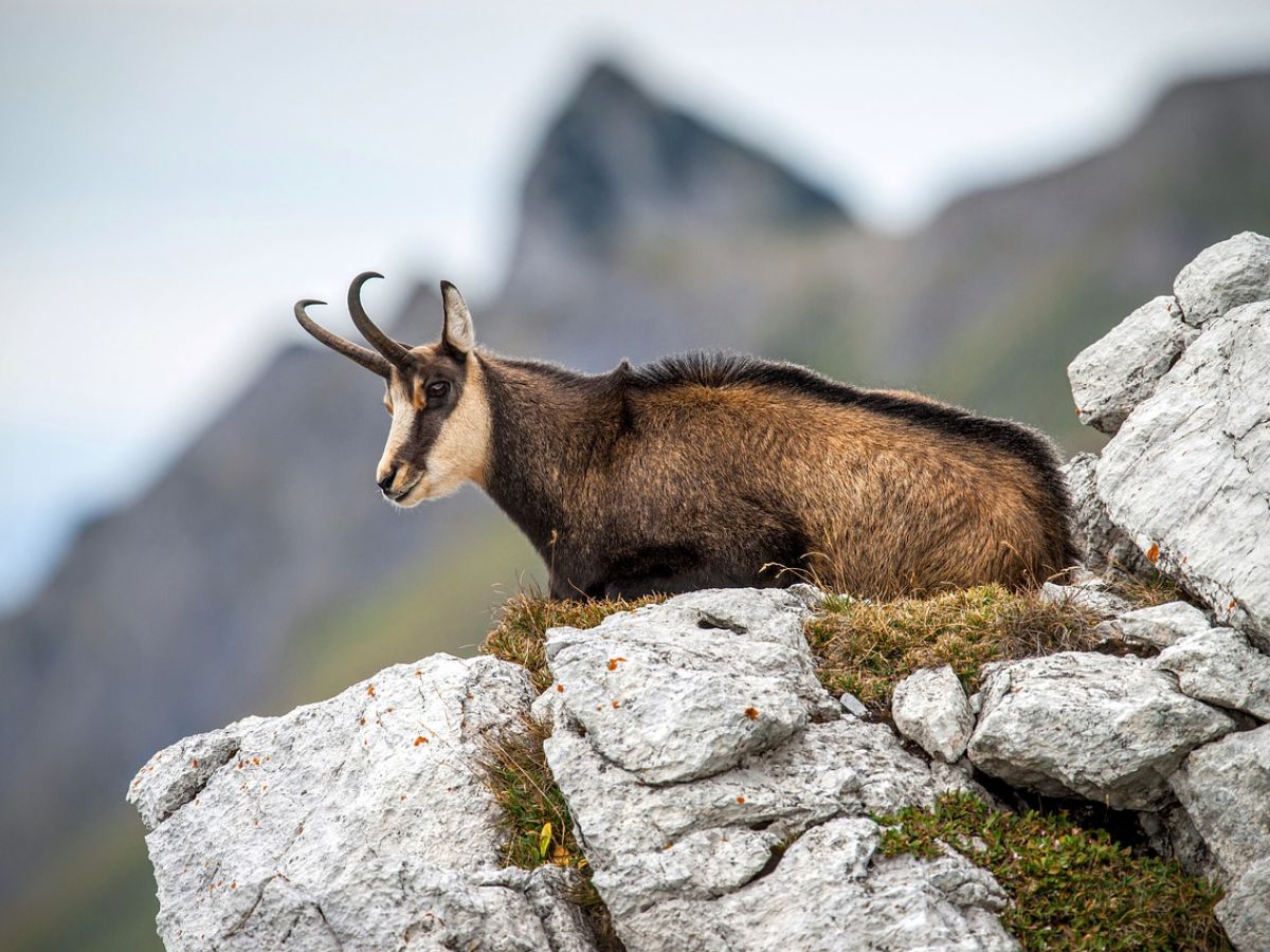Planète (France/Europe) - L'abattage de plusieurs centaines de chamois dans le Doubs continue de faire réagir
