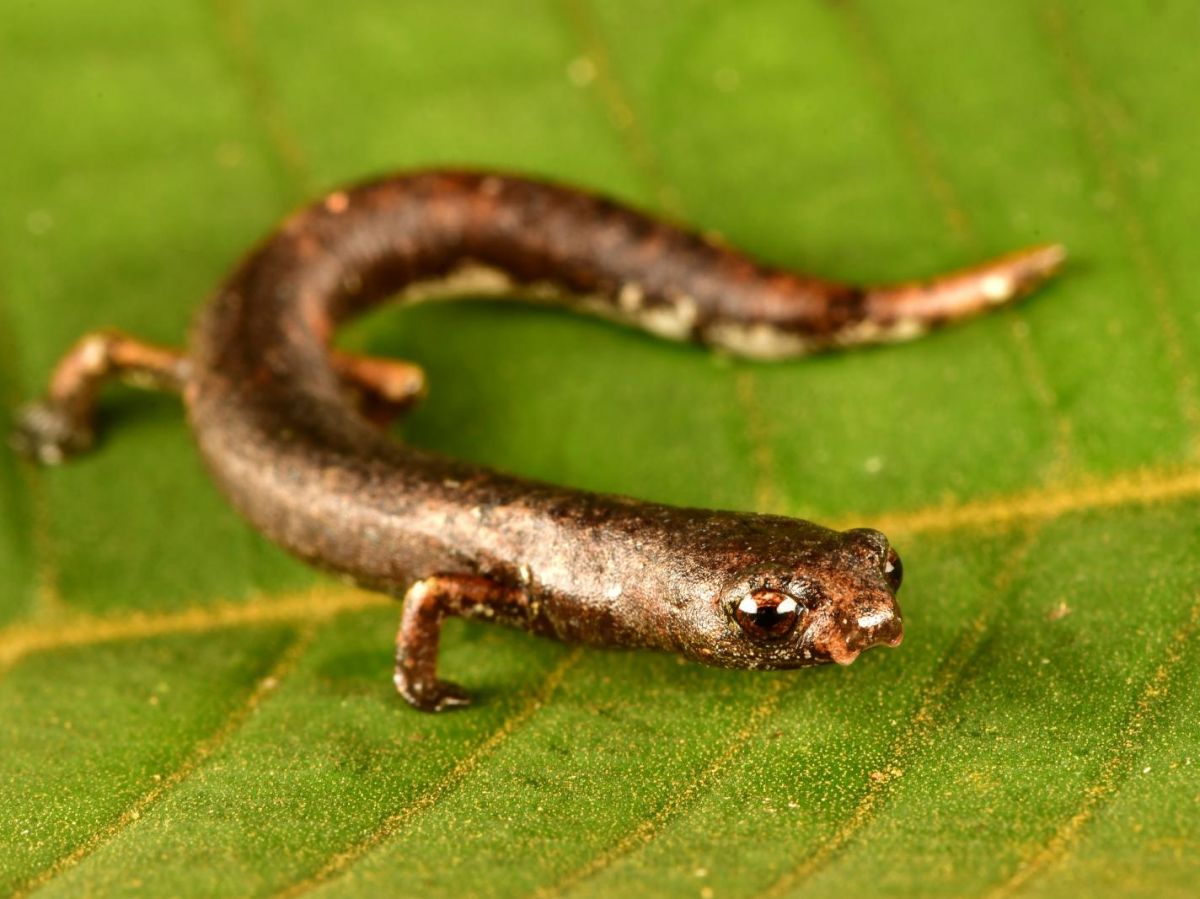 Planète  (Amérique du Sud) -  27 nouvelles espèces découvertes au Pérou: parmi elles, une souris semi-aquatique et un étrange poisson