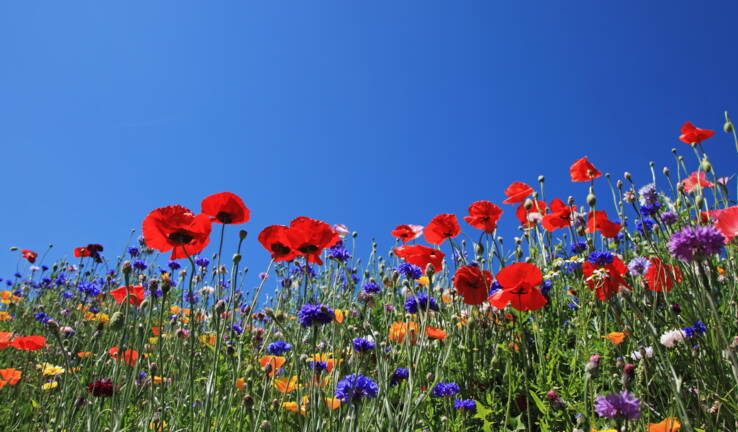 Planète (Amérique du Nord) - Ces bandes fleuries qui limitent l'impact de la pollution agricole aux États-Unis