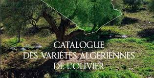 Algérie (El-Bayadh) -  Plantation de près de 490.000 d'oliviers