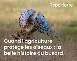 Planète - Quand l’agriculture protège les oiseaux: la belle histoire du busard