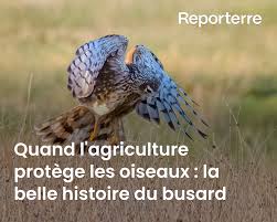 Planète - Quand l’agriculture protège les oiseaux: la belle histoire du busard