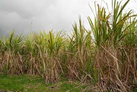 Algérie (El-Meniaa/Ghardaia) - Projet algéro-italien pour la culture de canne à sucre