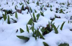 Planète (Canada/Amérique du Nord) - À la rescousse de l’ail des bois