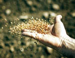 Algérie (Tizi Ouzou) - Près de 2.000 ha pour la semence céréalière:  Pourvoyeur pour quinze wilayas du pays