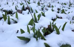 Planète (Canada/Amérique du Nord) - À la rescousse de l’ail des bois