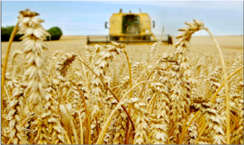 2.000 ha destinés à la production de semences céréalières