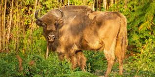 Planète (Pologne/Europe) - À Białowieza, royaume des derniers bisons d’Europe