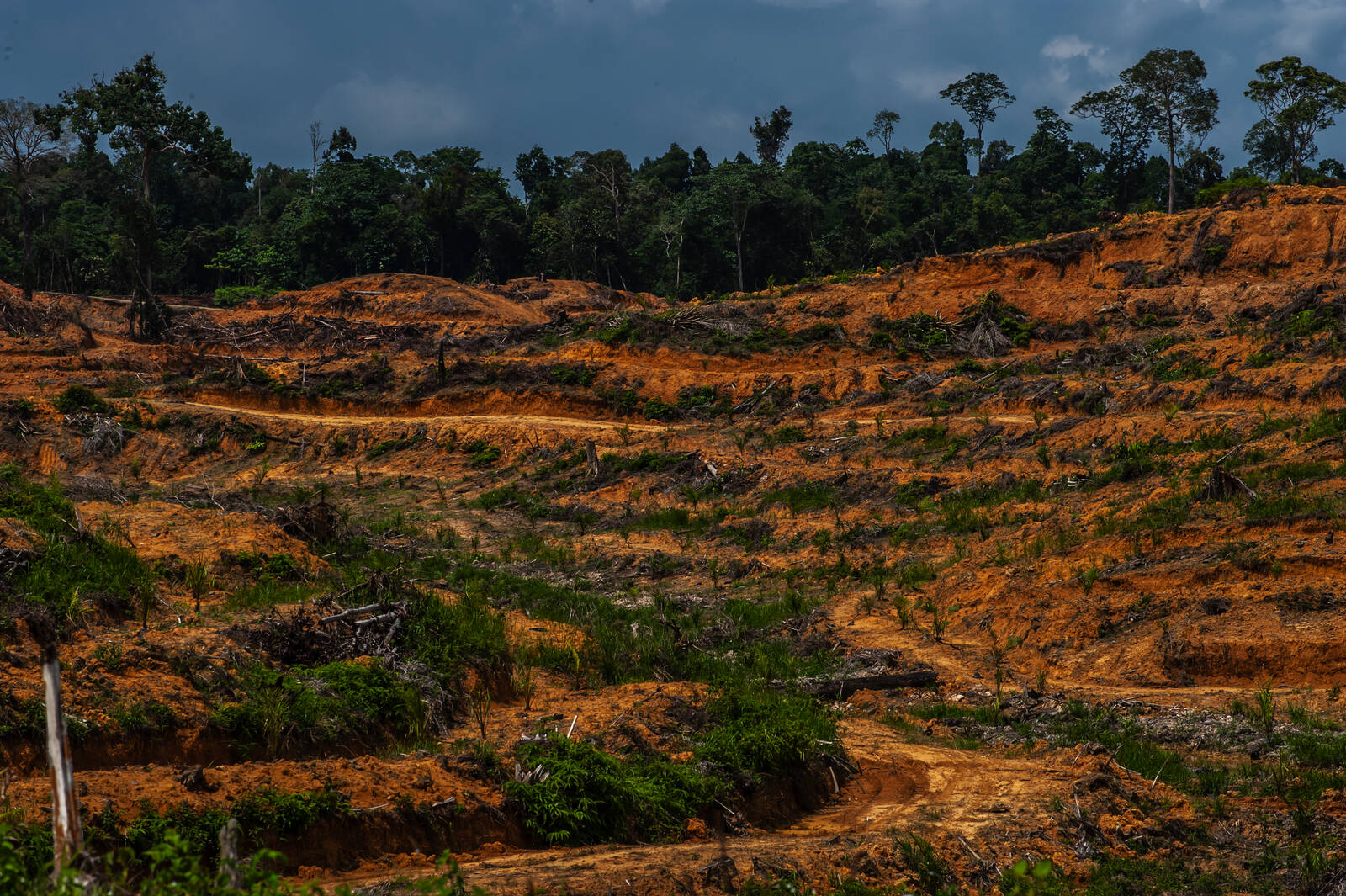 Planète (Asie) - Indonésie: des ONG dénoncent le plan «destructeur» de conversion de millions d’hectares de forêt à des fins alimentaires et énergétiques