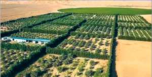 Une filiale de Sonatrach équipe plusieurs périmètres agricoles