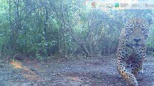 Planète (Amérique du Sud) - Sur la piste des derniers jaguars d’Argentine