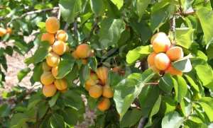 قسنطينة : برمجة غرس أزيد من 100 ألف شجرة مثمرة