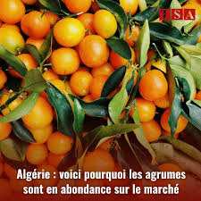Algérie - Instantané / Abondance de biens ne nuit pas !  Une bonne production d'agrumes cette saison