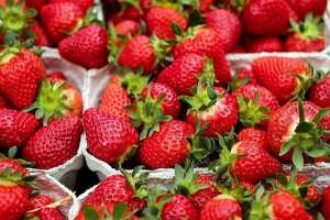 Algérie (Skikda) - Production de la fraise: Des prévisions pour plus de 1.900 quintaux