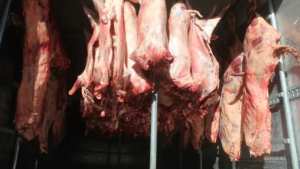 الدرك الوطني بالجلفة يحجز 50 قنطارا من اللحوم الحمراء