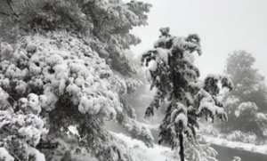 تيارت: تنصيب اللجنة الولائية لمكافحة حرائق الغابات  الشروع في إحصاء النقاط السوداء قصد معالجتها