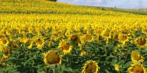 Algérie (Guelma) - Culture des oléagineuses: 2.120 hectares à emblaver