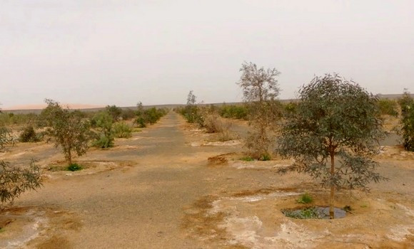 Illizi: irrigation du jardin d'essais de Tinemri avec des eaux traitées, une expérience réussie