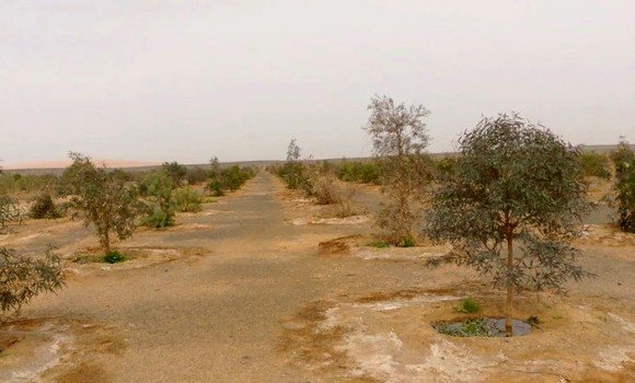 إيليزي: حديقة التجارب ب