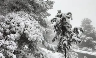 تيارت: تنصيب اللجنة الولائية لمكافحة حرائق الغابات  الشروع في إحصاء النقاط السوداء قصد معالجتها