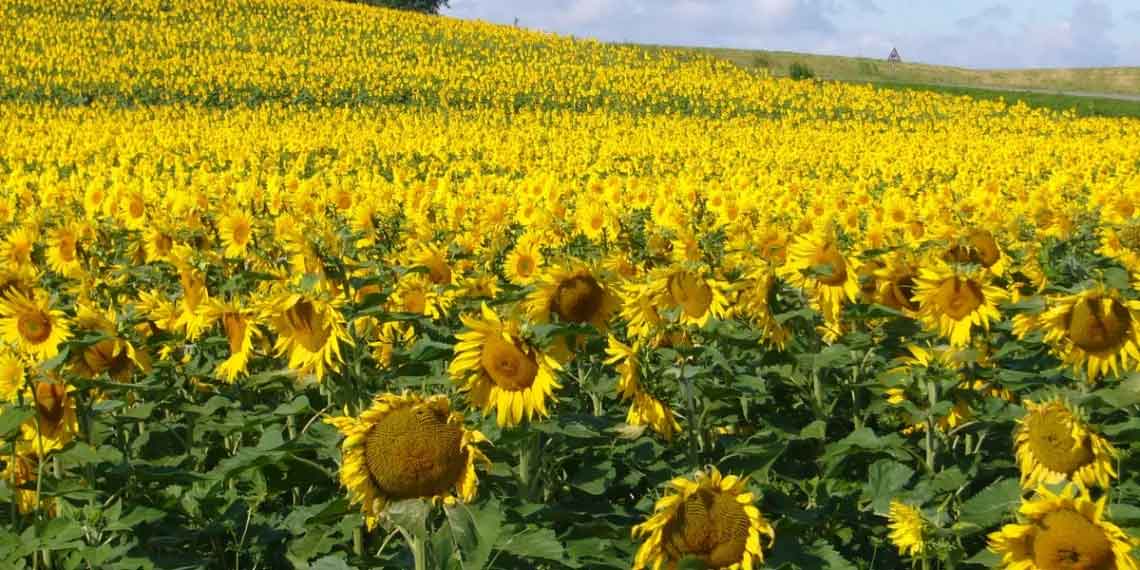 Algérie (Guelma) - Culture des oléagineuses: 2.120 hectares à emblaver