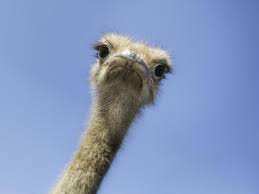 Planète - L'autruche, un oiseau d'Afrique qui ne sait pas voler (mais qui a d'autres qualités)