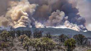Planète (Afrique) - Le Maroc reboise ses forêts malmenées par la canicule et la sécheresse