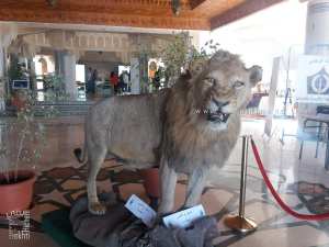 Un lion de l'Atlas empaillé exposé au palais de la culture de Tlemcen